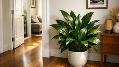 Cast-iron plant care: the low-light houseplant that thrives on neglect