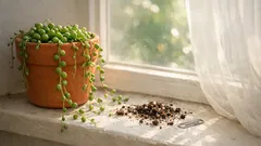 How to care for a string of pearls plant indoors in Australia