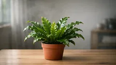 How to care for a bird’s nest fern indoors in Australia (without crispy tips)