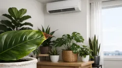 How to fix brown leaf tips on houseplants in Australian homes