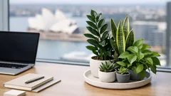 7 low-maintenance desk plants that thrive in Australian offices