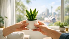 What it really means when someone gifts you a plant (and how to keep it alive)