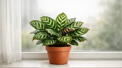 Peacock plant care in Australia: how to keep Calathea makoyana lush and crisp-free